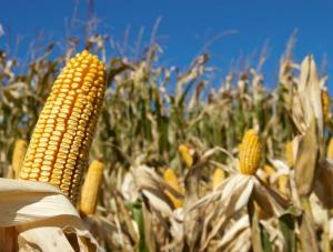 GMO wkroczy do Polski? PiS ostrzega przed rządową propozycją