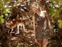 Anja Rubik w biżuterii Apart - sesja w Australii