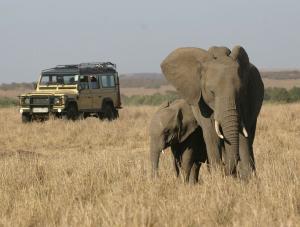 Safari w Afryce