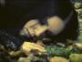 Zobacz nowy klip "Day And Then the Shade" zespołu Katatonia